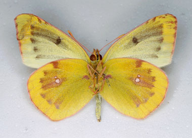 Colias hyale (Pale Clouded Yellow) male aberration underside (Internet Image property of respective owner, non-commercial use only)